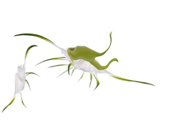 Creation of Flying insects: Step 3